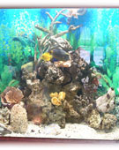 aquarium sur mesure - espace d'eau - 2